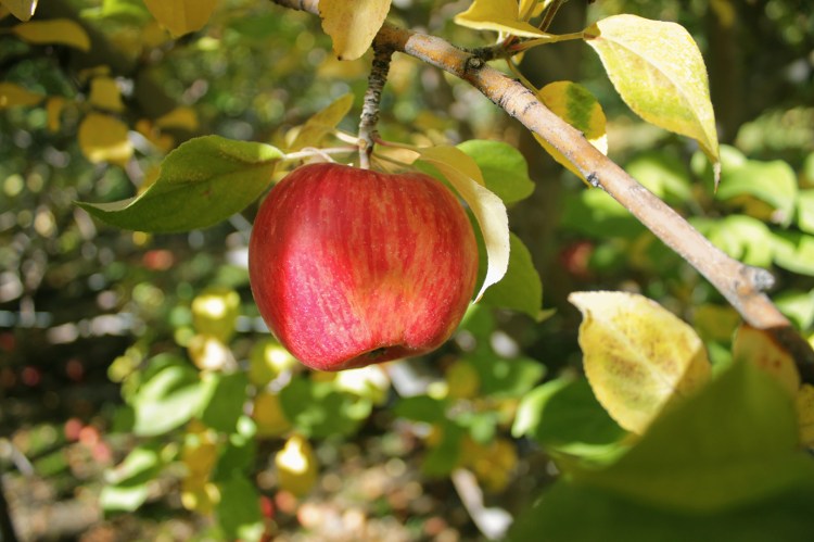 RileyGarrett_apple-10:8:18-18mm-f:3.5-1:500-canonT3i
