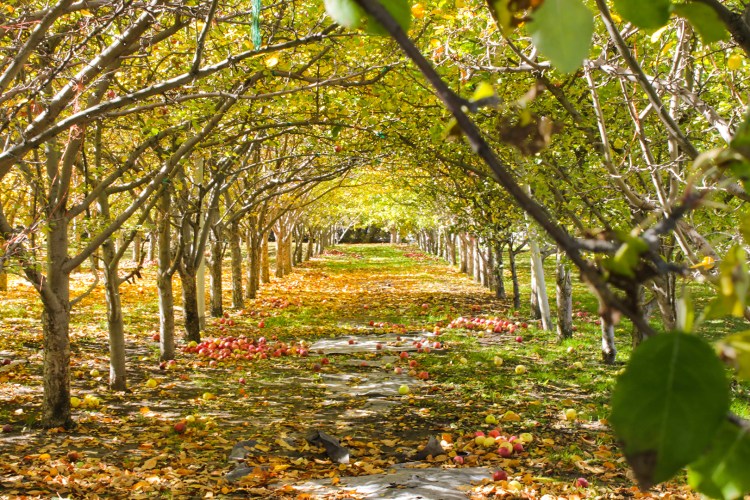 RileyGarrett_orchard-10:8:18-18mm-f:16-1:20-canonT3i.jpg