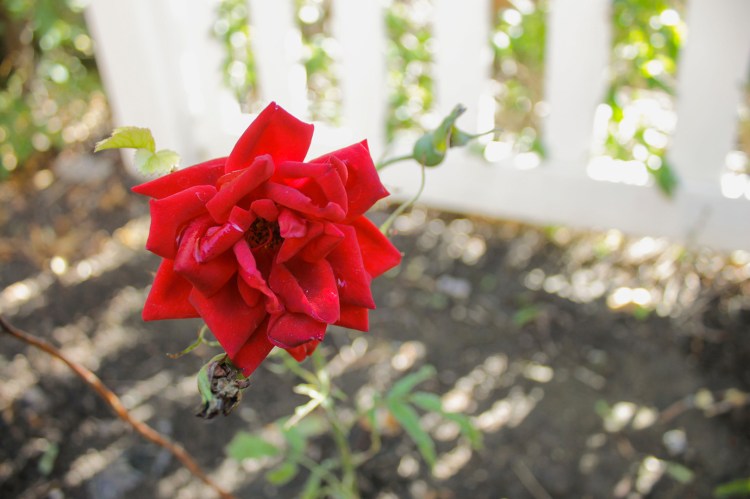 rileygarrett_rose-10:8:18-18mm-f:3.5-1:100-canonT3i.jpg